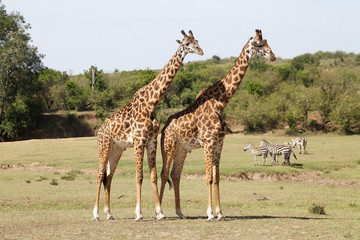 Giraffe (Giraffa camelopardalis)