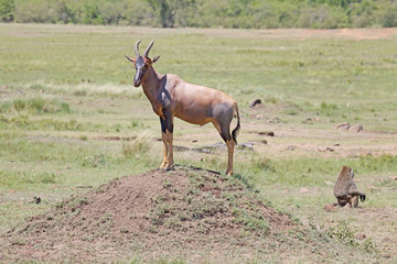Topi (Damaliscus lunatus jimela)