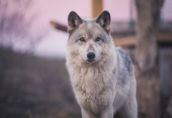 Wolf At Dusk