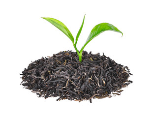 pile of dried green tea with fresh green tea leaves isolated on white background