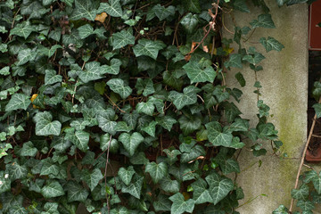 Wall of a house in ivy leaves.