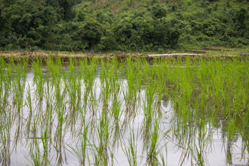 rice fields in countryside of Thailand.  greenery rice fields during rainy season in countryside of Thailand.(selective focus)