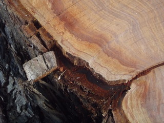 Wood 02