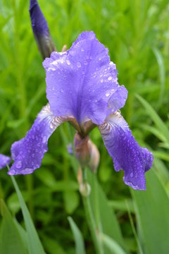 Blue irises in the garden. After the rain.