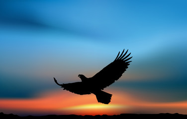 Fototapeta na wymiar Flying eagle in the sunset