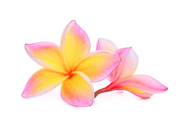 pink frangipani or plumeria (tropical flowers) isolated on white background
