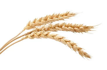 Poster Three wheat spikelets © angorius