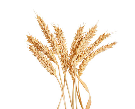Sheaf of wheat spikelets on the white