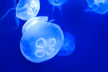 Beautiful marine life in the blue light. Jellyfish