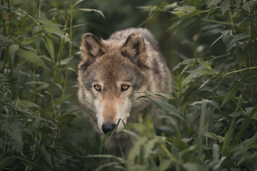 Wolf In The Wilderness - 168271901