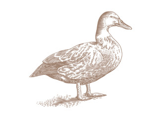 Gray duck