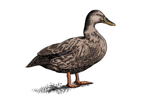 Gray duck