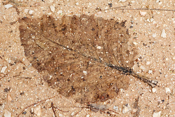 Old dry leaf imprinting on the ground look like a fossil