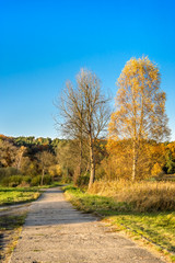Obraz premium Yellow tree in autumn scenery, path leading to autumn forest in sunny day and blue sky