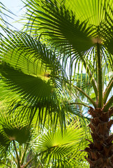 Obraz na płótnie Canvas Tropical palm trees