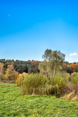 Landscape of autumn forest, scenic landscape with autumn trees on meadow and blue sky in sunny day