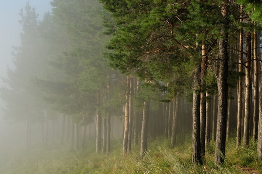 Fototapeta Лес в тумане