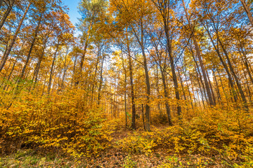 Autumn forest, fall landscape with golden leaves on trees