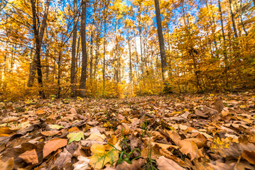 Landscape of autumn forest road, low angle view, fallen leaves on path