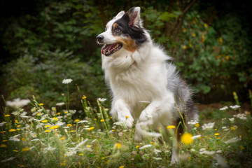 australian shepherd jumping