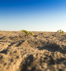 Landscape with sand in the desert as a background