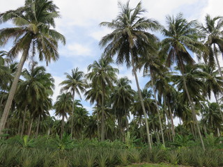 forêt de cocotiers