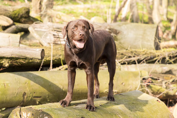 Fototapeta premium Labrador is jumping in a forest