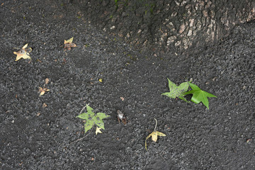 日本の昆虫・大好きな木の下で天寿を全うした「セミ（アブラゼミ）」が横たわっていた（雨上がり後の風景）・天寿を全う、無常、はかない、終末などイメージ