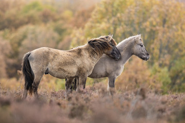 couple de tarpans dans la bruyère. Equus ferus gmellini.