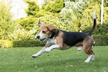 running beagle in a garden