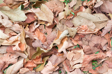 dry leaf texture background with copy space add text