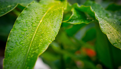 Green leaves natural background  wallpaper / droplet water on leaf