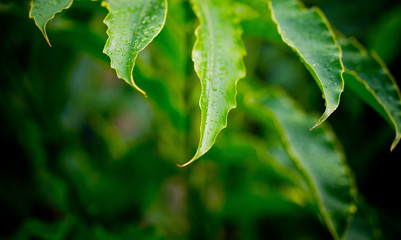 Green leaves natural background  wallpaper / droplet water on leaf - Powered by Adobe
