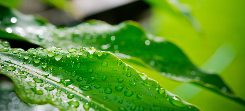 Green leaves natural background  wallpaper / droplet water on leaf