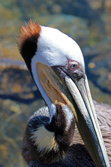 Close up of Pelican in Cabo San Lucas marina in Baja Mexico BCS