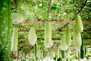 Winter melon and squash hanging on structure