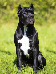 Cane corso, 5 months