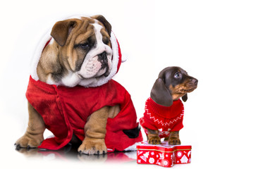 Christmas dachshund puppies and English bulldog in Santa costume