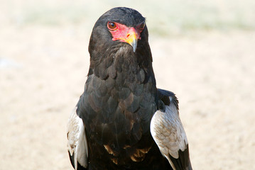 Bateleur eagle