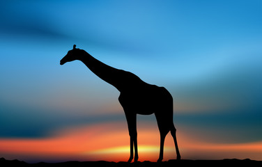 Giraffe in the savanna sunset