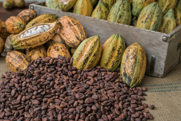 Cocoa Beans and Cocoa Fruits