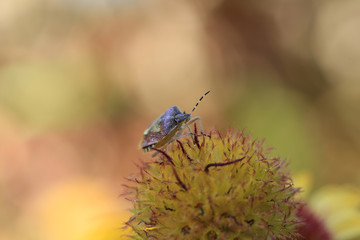 The heat, the sand, beautiful dog...