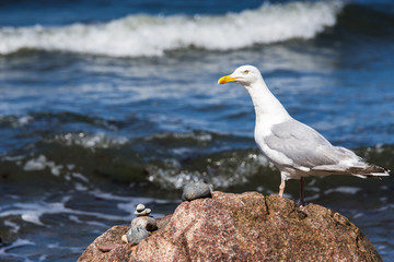 Heringsm&ouml;we auf Fels am Meeresufer