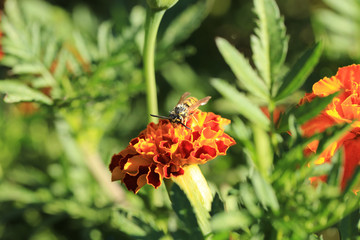 The heat, the sand, beautiful dog...