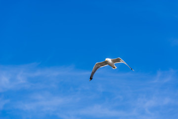 Heringsm&ouml;we im Flug vor blauem Himmel