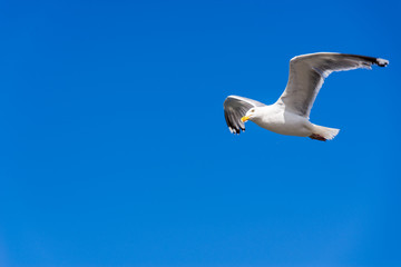 Heringsmöwe im Flug vor blauem Himmel