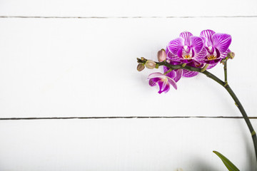 Orchid (Phalaenopsis )