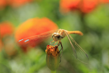 Dragonfly on flower Bud yellow 