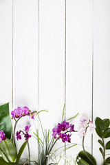 Orchid and decorative leaves
