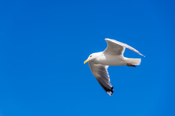 Fototapeta na wymiar Heringsmöwe im Flug vor blauem Himmel